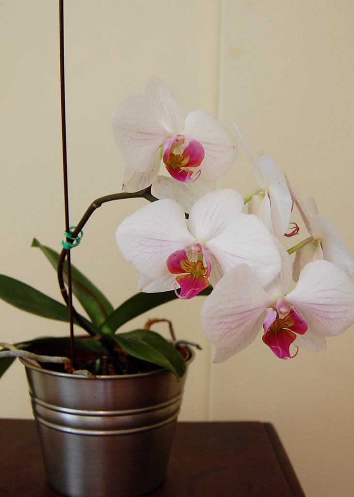 The Indoor Garden How to keep your Phalaenopsis Orchid Blooming for Months