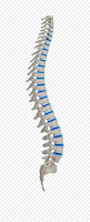 Spine (tulang belakang) Spine (tulang belakang)