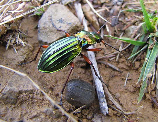 Biegacz szykowny (Carabus nitens).