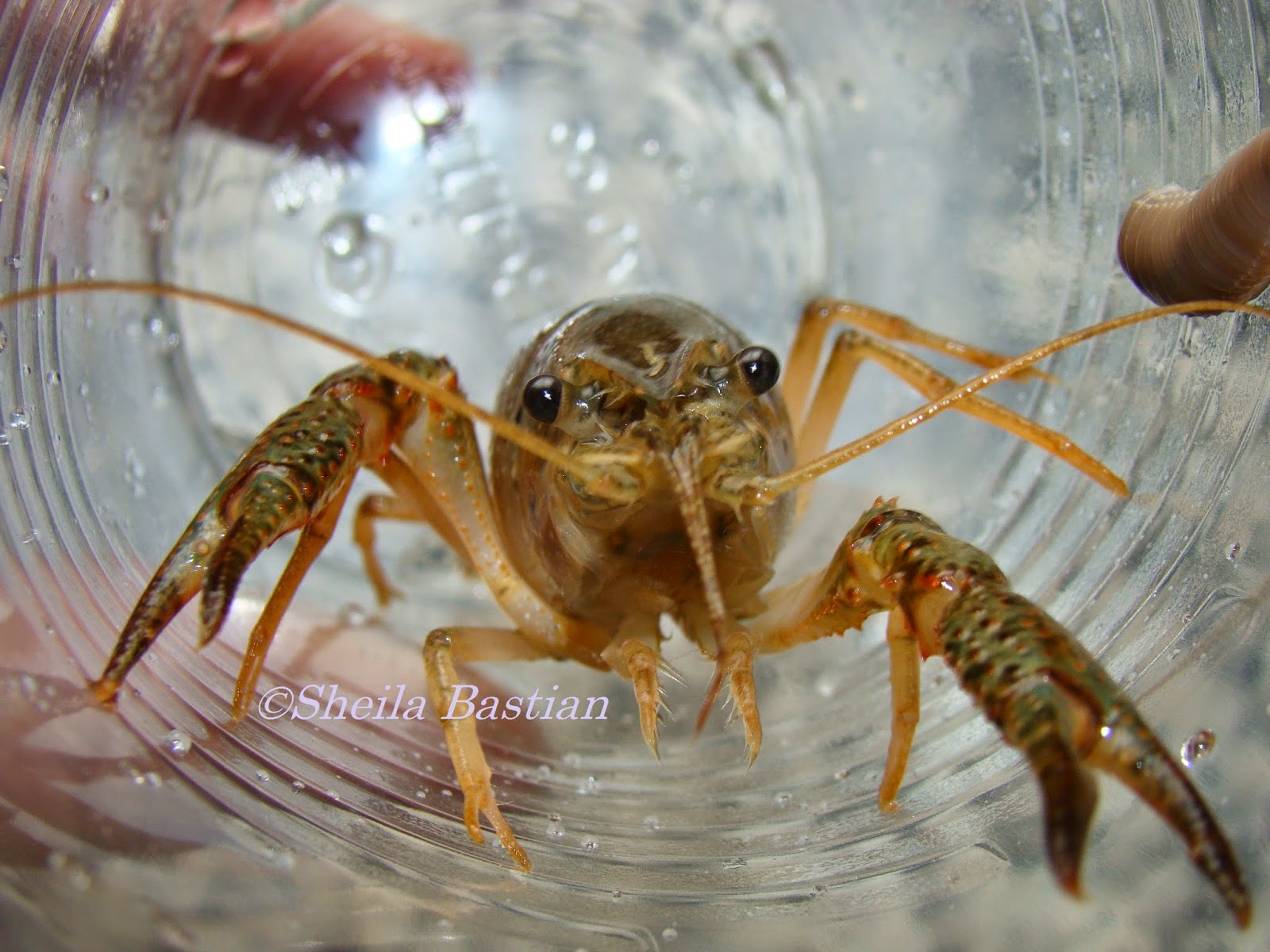 Science Magazine THE FRESHWATER LOBSTER OR CRAYFISH RIVER PUDIO