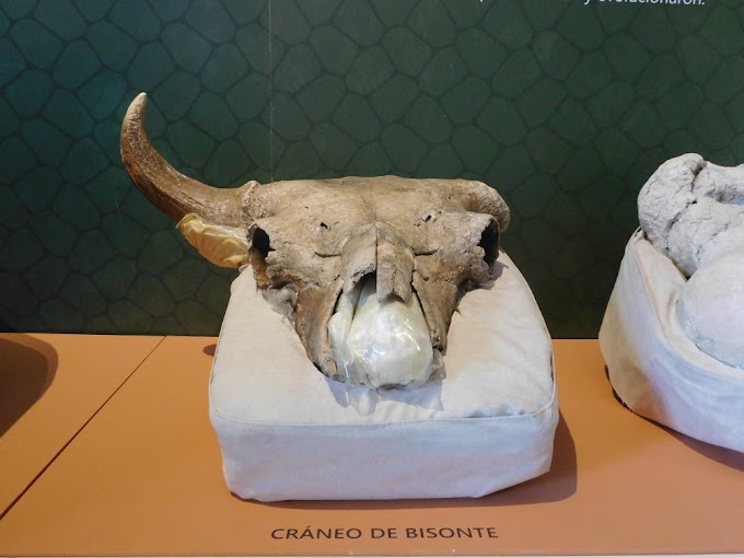 El INAH y la Paleontólogía Mexicana en el Museo Nacional de las Culturas del Mundo