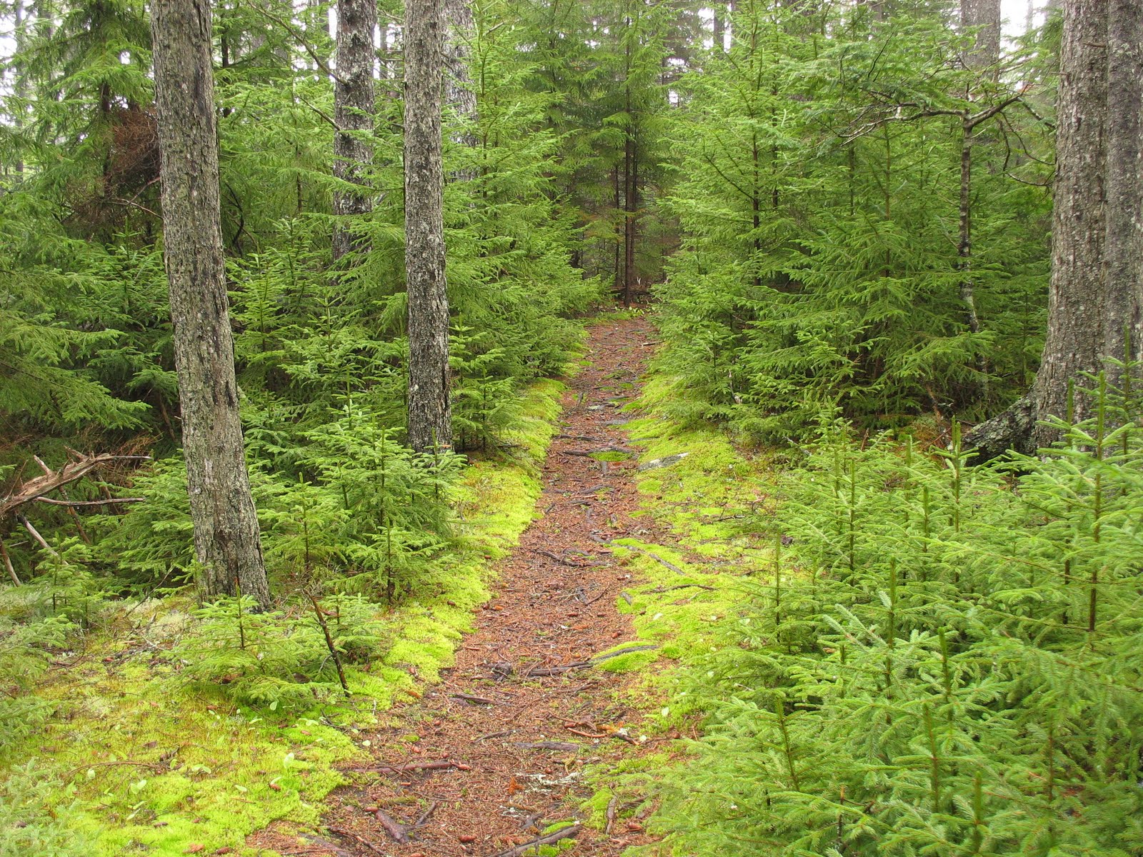 Monhegan Island, Maine Forest and Sea
