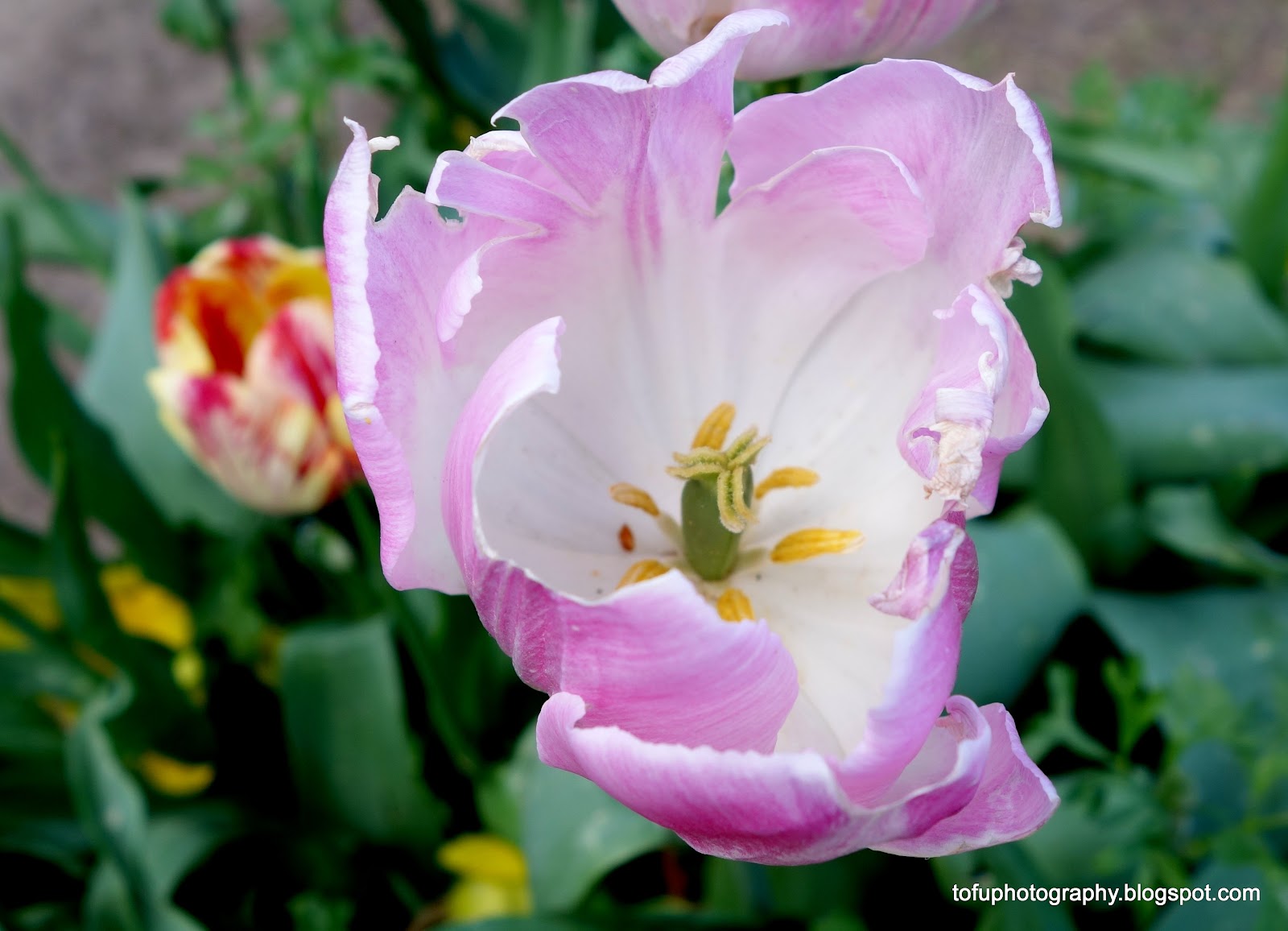 Tofu Photography A tulip at the Floriade Flower show in Canberra