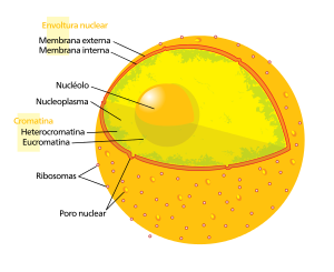 núcleo celular