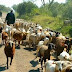 जंगल से 60 बकरियों को हांक कर ले गए बदमाश, पुलिस सर्चिंग में जुटी