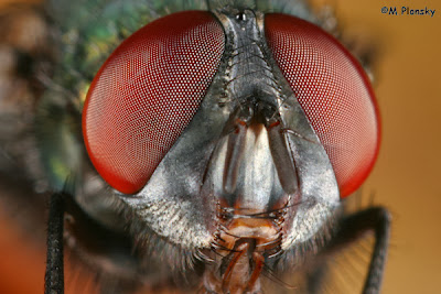 macro photography tips