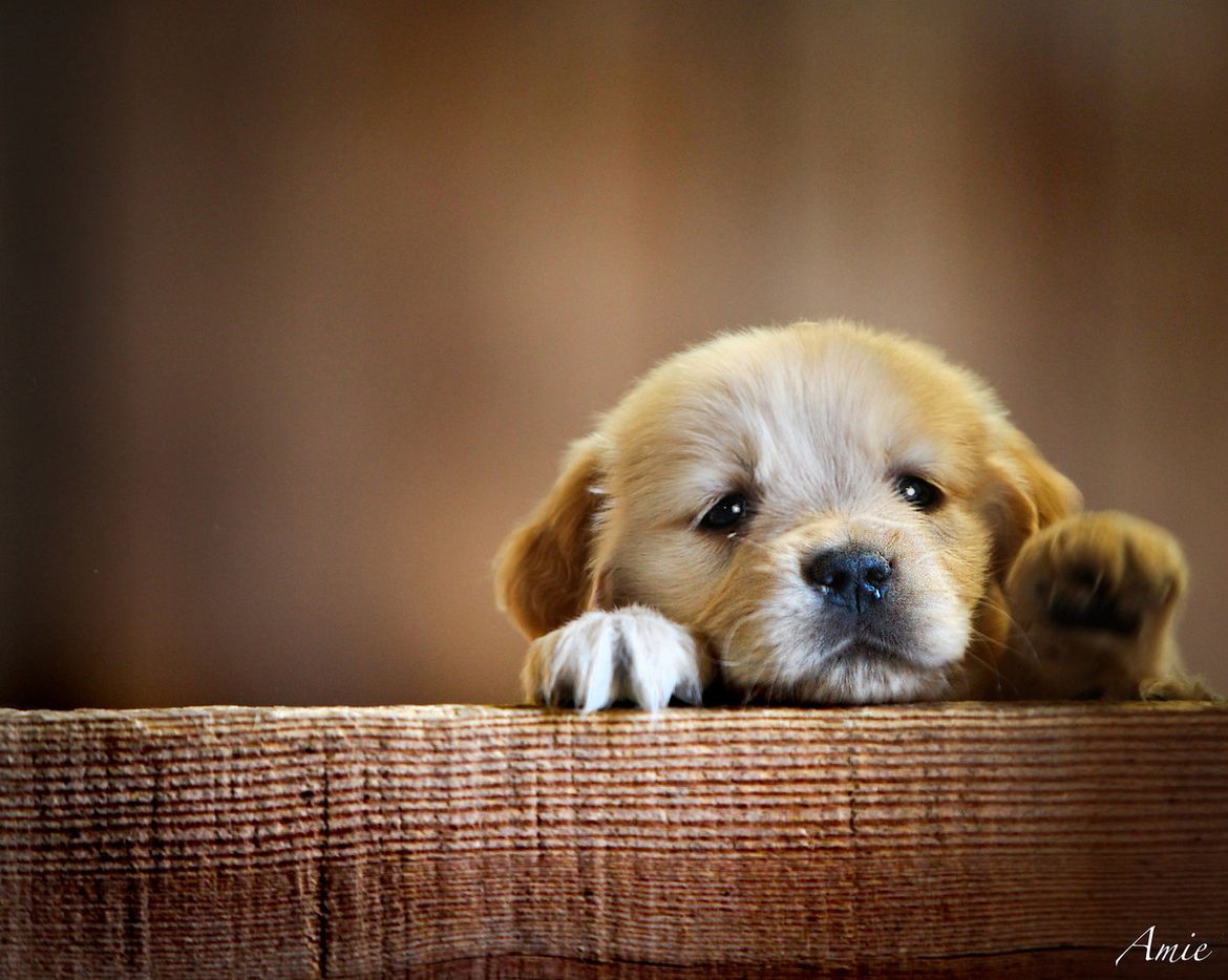 8. I want a puppy!