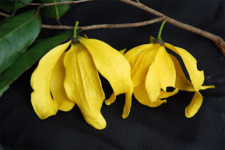 กระดังงาเขา ไม้ดอกหอมพื้นเมืองของไทย ดอกสีเหลืองเข้มสวยงาม มีกลิ่นหอมแรง