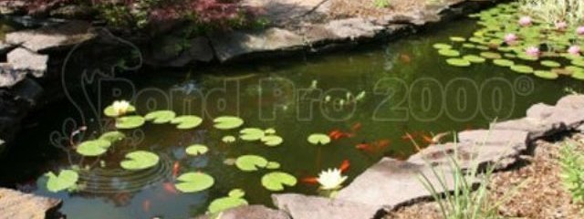 Pond Pro