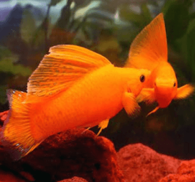 Tangerine Sailfin Molly Tangerine Sailfin Molly