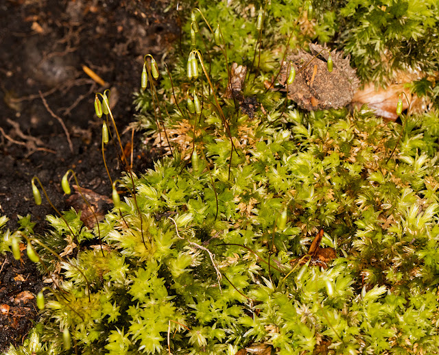 Mnium hornum, Swan's-neck Thyme-moss. Keston Common, 3 March 2016 Mnium hornum, Swan's-neck Thyme-moss. Keston Common, 3 March 2016