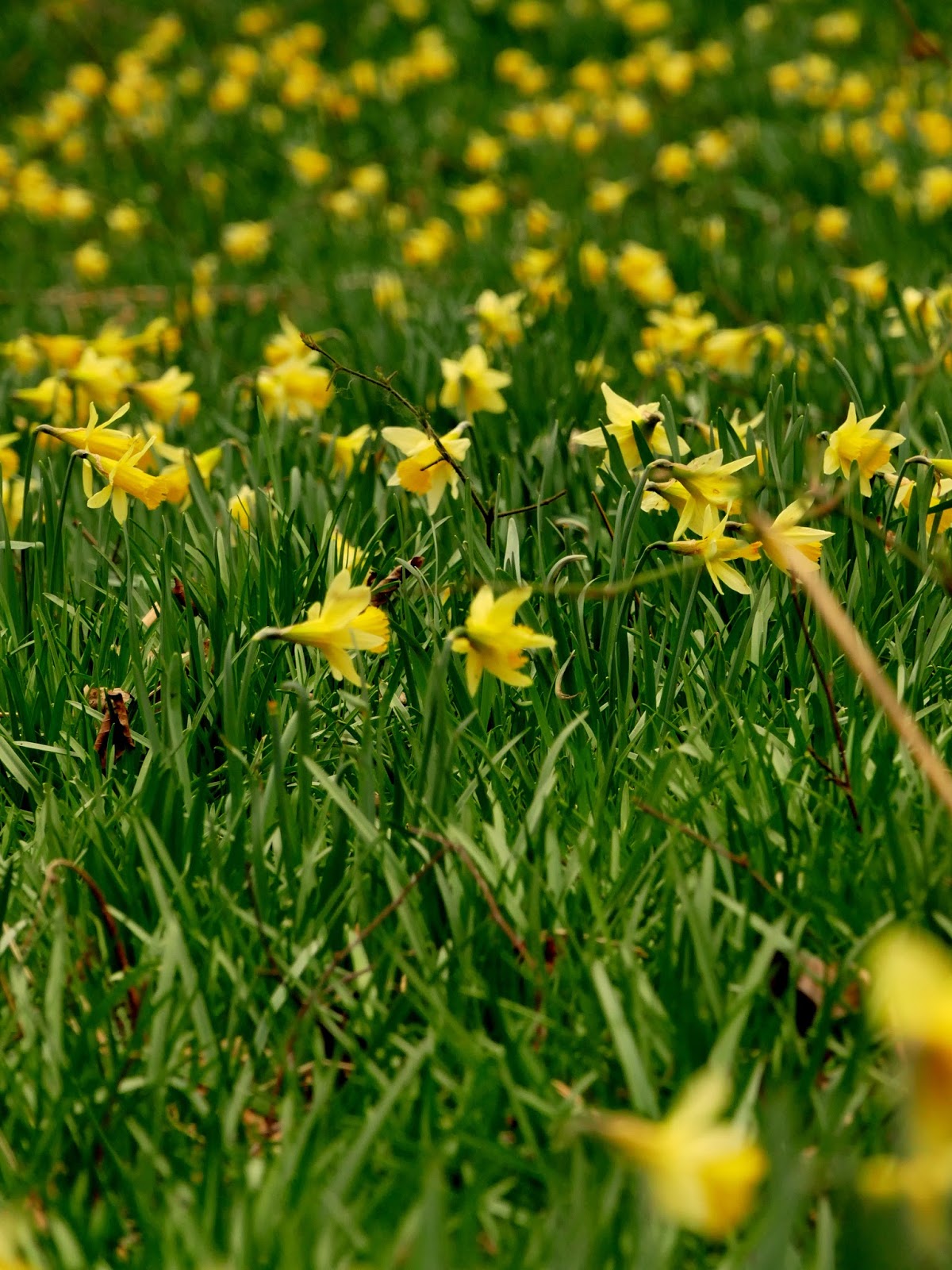 Peter Lovett's ramblings Wild daffodils in West Sussex