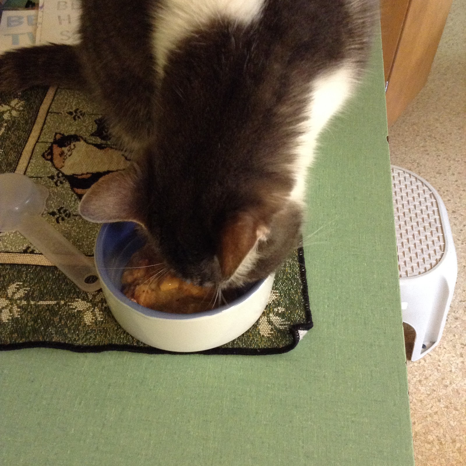 сухие корма для котов. можно ли кошкам давать консервы. еда для кошек. корм для кошек. корм для кошек.