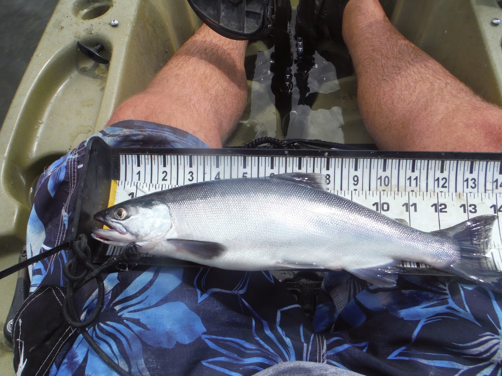 Long Island Kayak Angler Kayak Fishing for Kokanee Salmon August 24