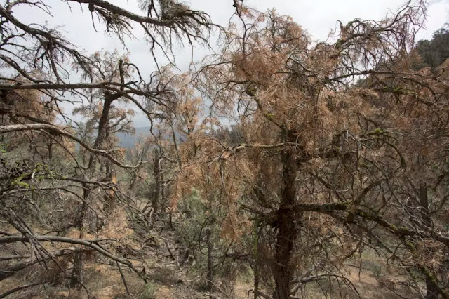 Most land-based ecosystems worldwide risk 'major transformation' due to climate change Most land-based ecosystems worldwide risk 'major transformation' due to climate change
