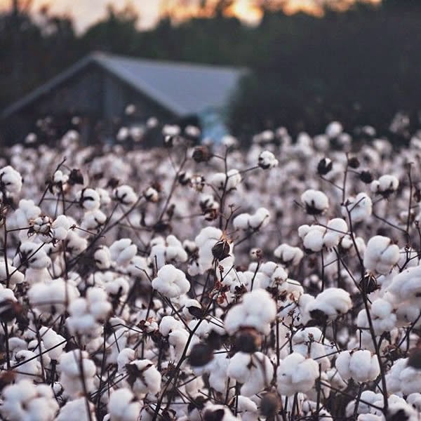 Growing up in Georgia, my grandmother always had cotton plants. To me, they were magical, & to this day when I see Cotten fields, I am stirred with happy memories