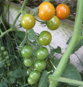 garden sungold tomatoes