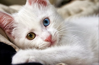 Kucing lucu berbulu putih Download Wallpaper Kucing Lucu, Imut dan Menggemaskan
