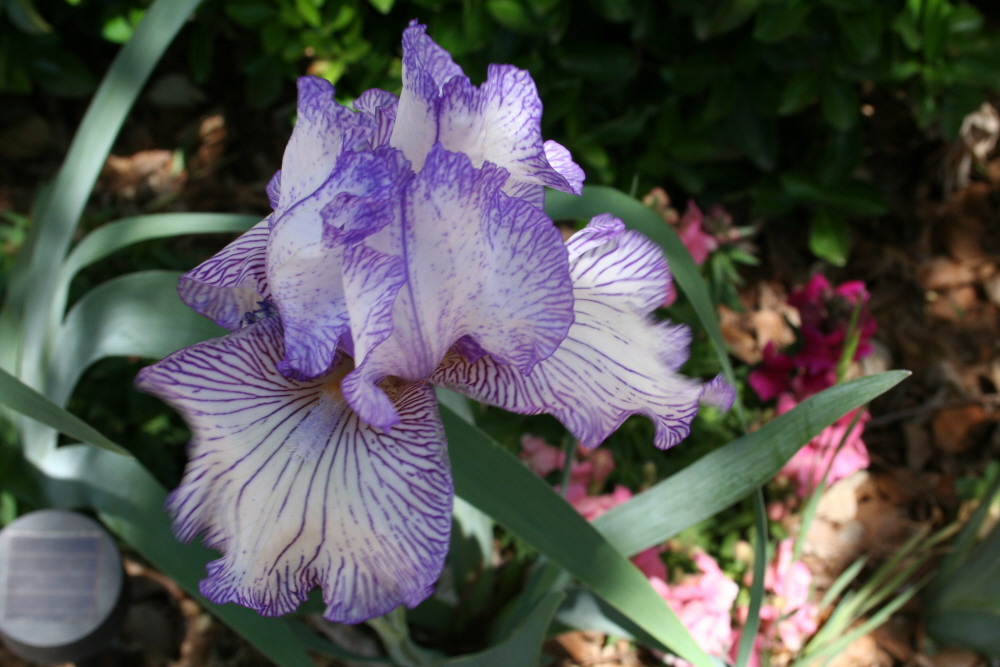 The Lucas Countyan The flowers that bloom in Oklahoma