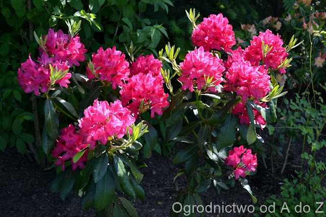 Jedna z moich ulubionych odmian 'Nova Zembla' Rhododendron 'Nova Zembla'