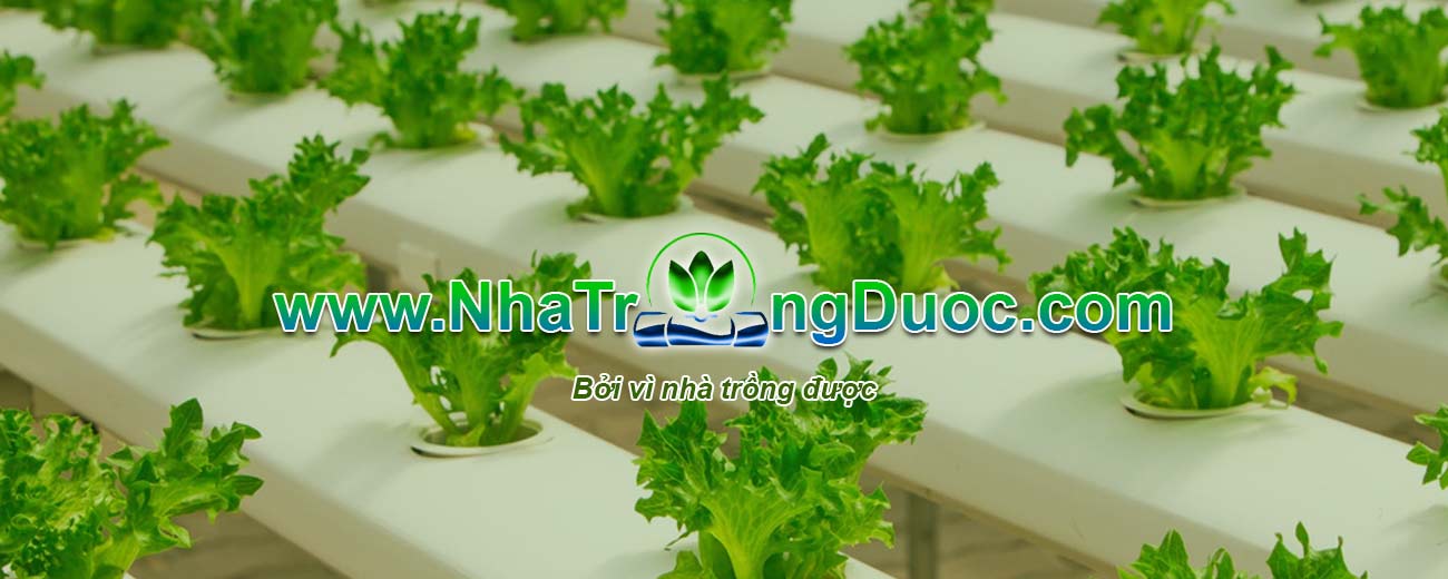 Vườn treo thủy canh Vườn treo thủy canh