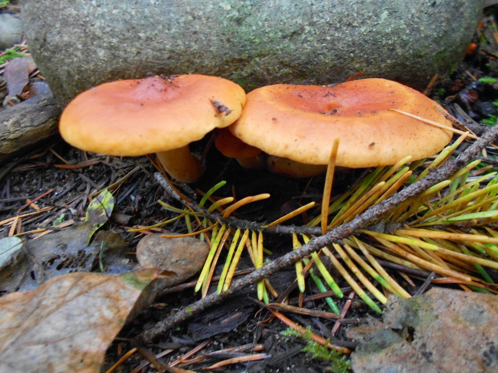 The Gleewoman's Notes: Collecting Story-Pollen: of Cedars, of Mushrooms ...