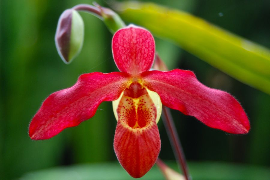 Phragmipedium Memoria Dick Clements Phragmipedium Memoria Dick Clements