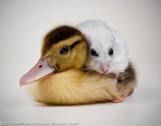 Duckling and hamster.