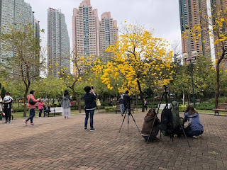 嘗花是親子好去處活動外,亦吸引很多人來拍攝花海。