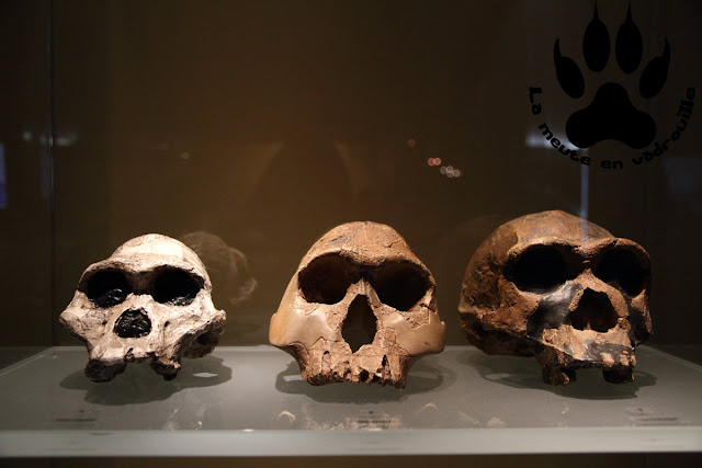 cranes-australopitheques-musee-prehistoire-quinson