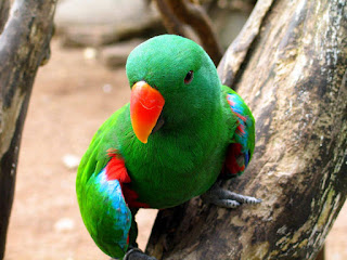Chitti chilukamma 1 Rama chiluka