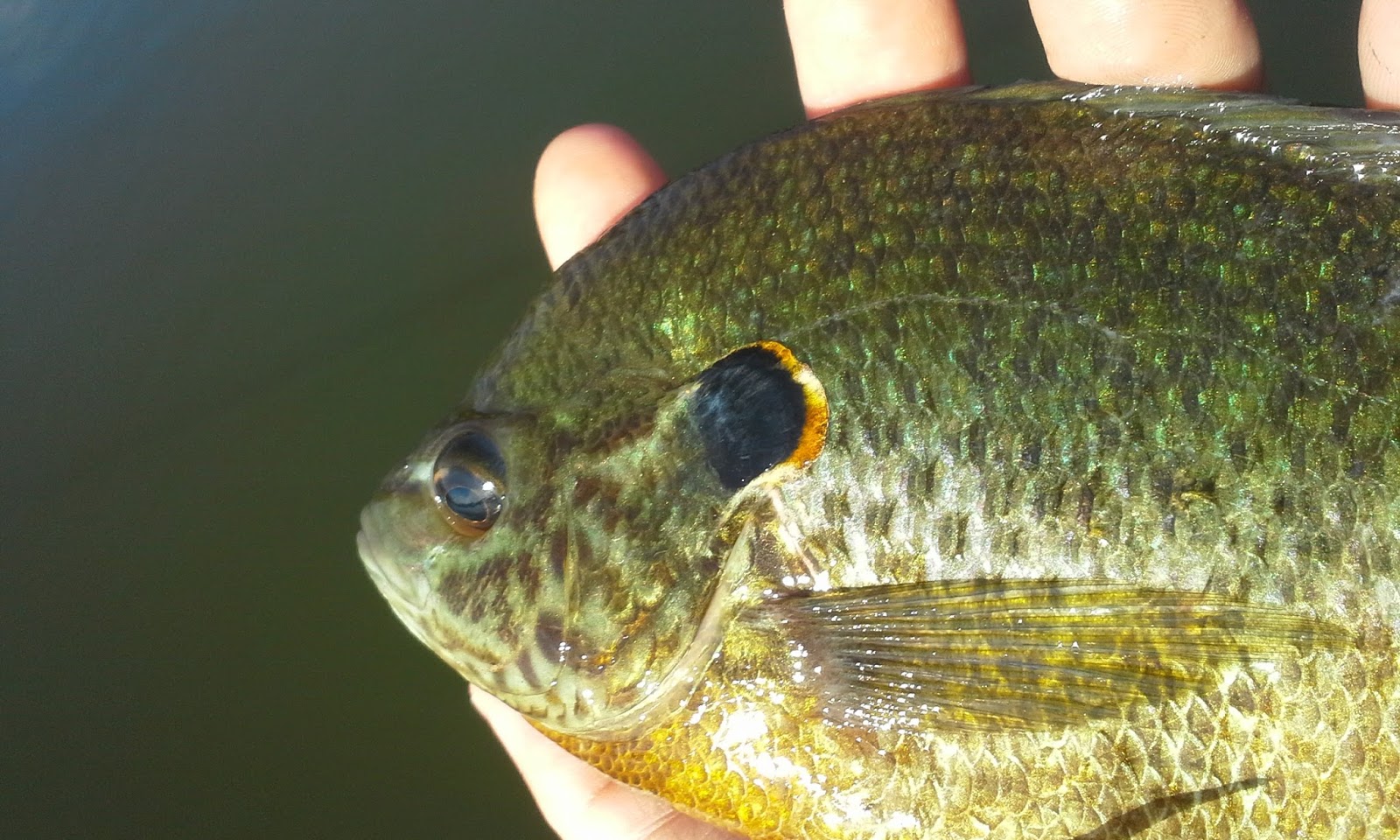 The Show Me Fly Guy Fishing With Tom on Lone Jack Lake