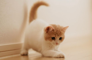 Harga Kucing Anggora Kecil Harga Kucing Anggora Kecil