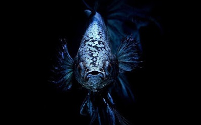 Inilah 5 Jenis Ikan Cupang Terbaru dan Terlengkap - ikanhiasku Inilah 5 Jenis Ikan Cupang Terbaru dan Terlengkap - ikanhiasku