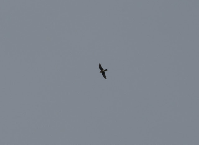 Peregrine - Florida Peregrine - Florida