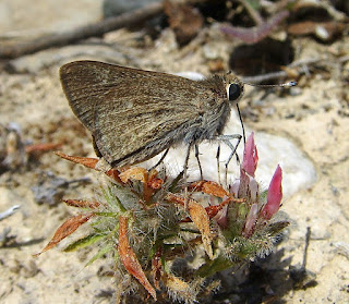 Mediterranean Skipper