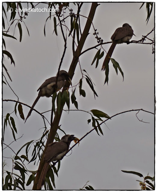 Indian Grey Hornbill, 
