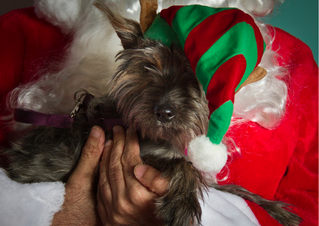 Long Island Dog Boarding Long Island Dog Boarding TLC for small