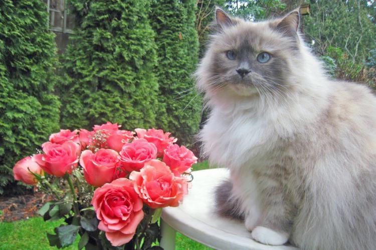 Кот рекомендует. Кот рекомендует