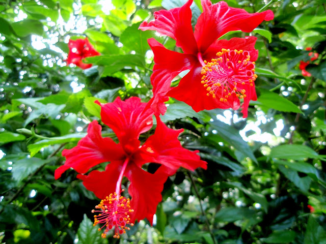 Bunga Raya Bunga Kebangsaan Malaysia 