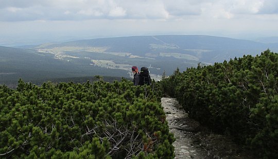 Widok na Lasocki Grzbiet z Czarnej Kopy. Widok na Lasocki Grzbiet z Czarnej Kopy.