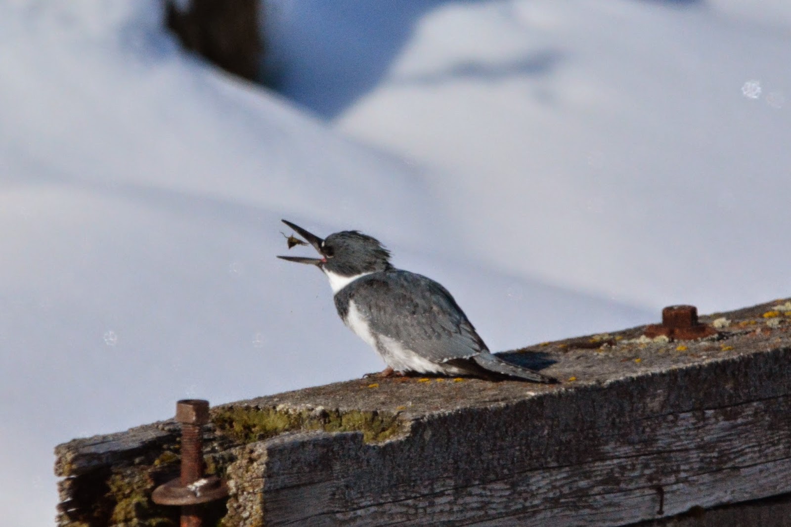 Bill Schiess&#39; Wild in Idaho - Experiences and Essays of Life: Belted Kingfisher in action