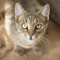 LOLA
