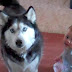 Elle surprend son bébé en pleine discussion avec le husky. Elle explose de rire quand le chien tente d'imiter le bébé!