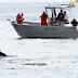 With Only 74 Southern Resident Orcas Left, The Canadian Government Announced New Measures To Protect Endangered Species