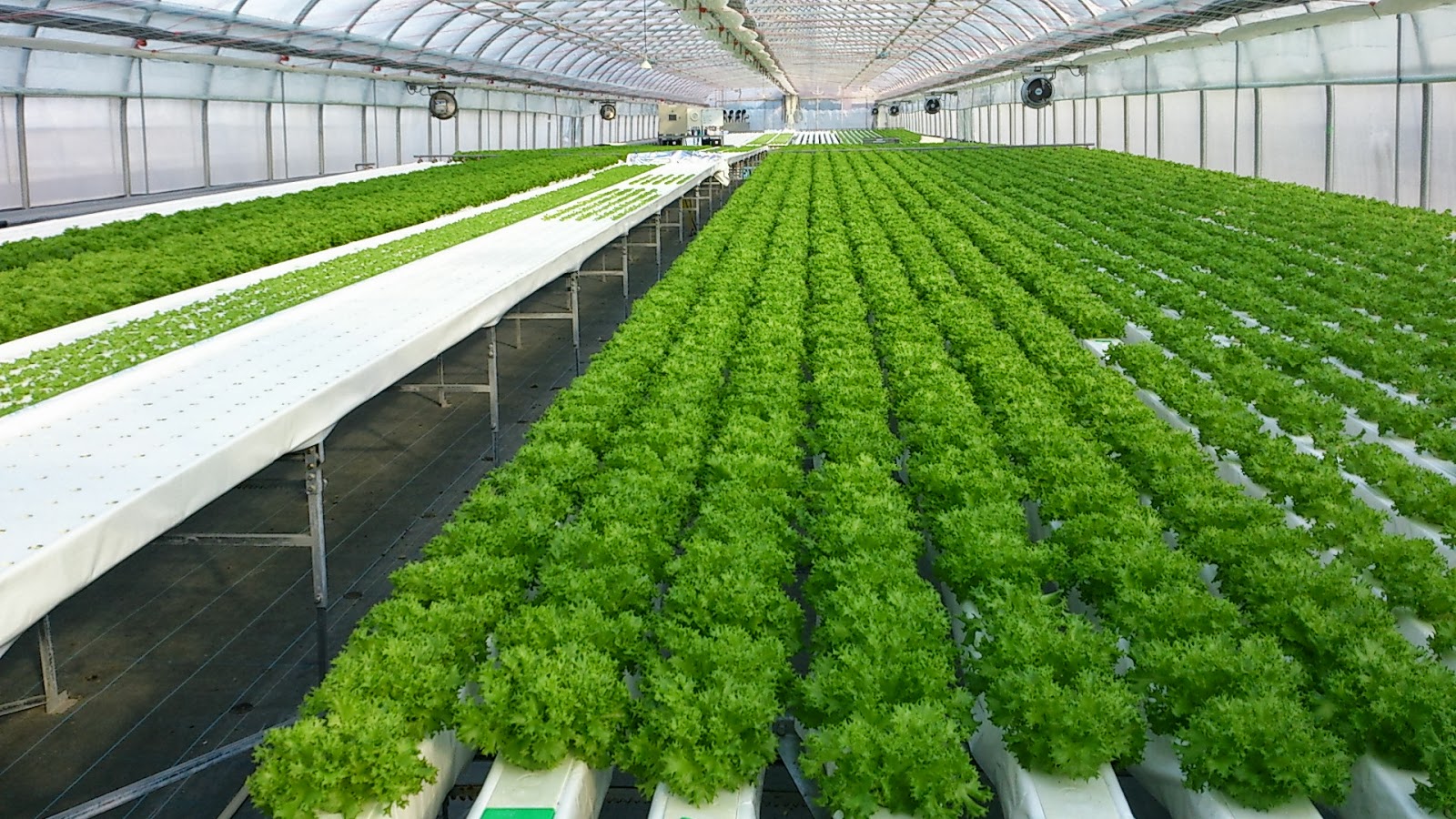 экогеос тепличный комплекс. гидропоника nft. Green house гидропоника. выращивание д. выращивание д.