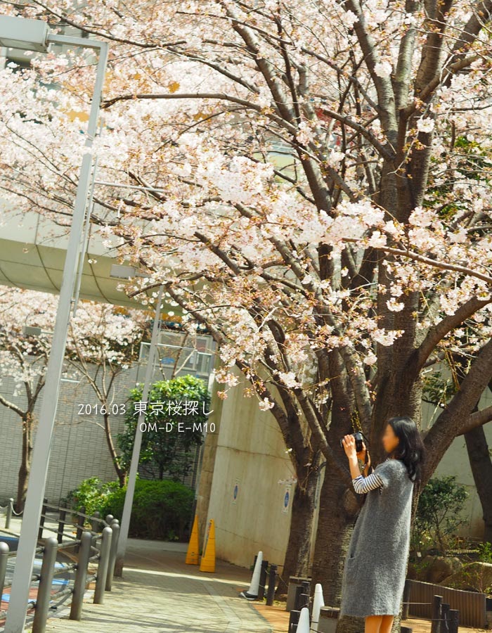 東京の桜巡り
