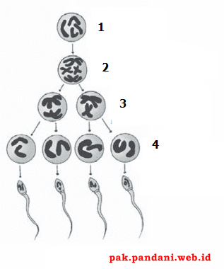 Perhatikan gambar ilustrasi proses gametogenesis berikut! Berdasarkan