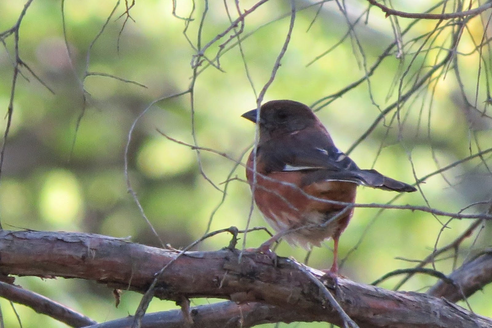 Richard's Kentucky Bird Tracks Kentucky Birds Of Springtime 2019