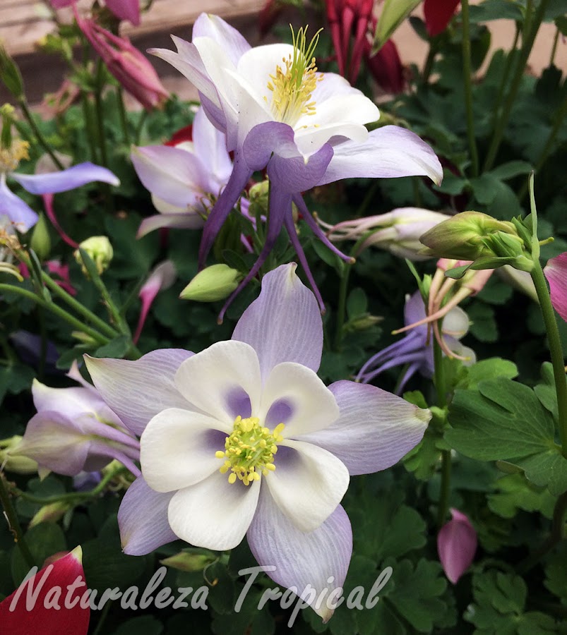 Flor con pétalos blanquecinos y sépalos azulosos de una planta del género Aquilegia